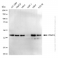 KD-Validated Anti-PRMT6 Rabbit Monoclonal Antibody